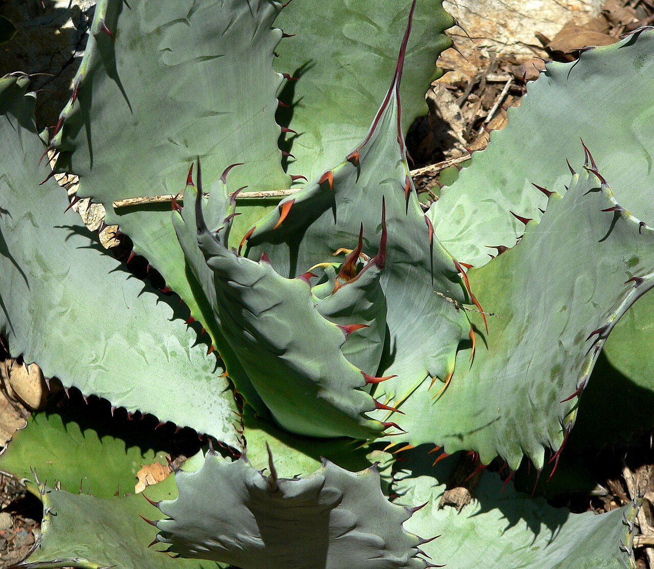 Agave shrevei: Agave shrevei subsp. shrevei at the University of California Botanical Garden , Berkeley, California