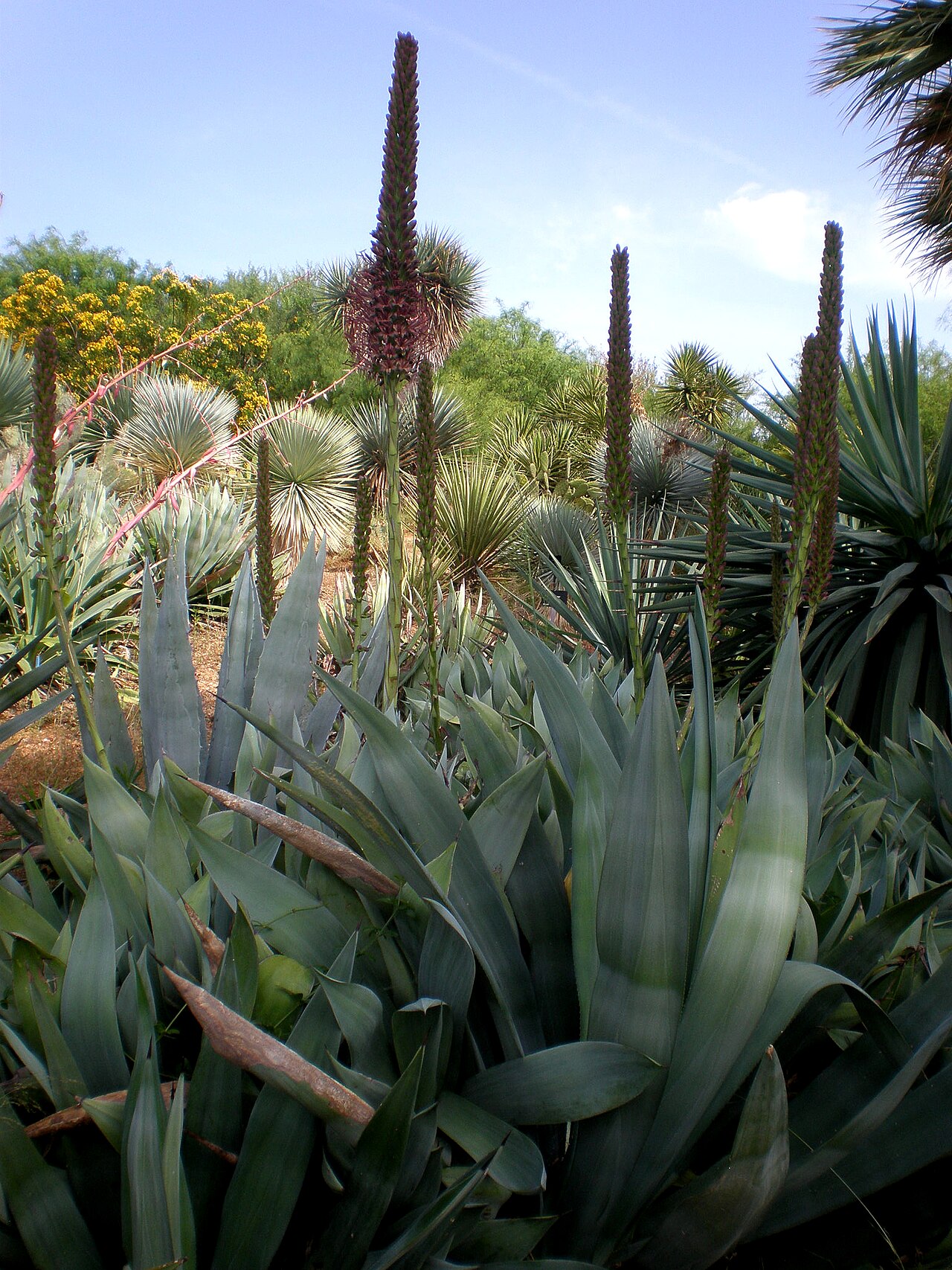 Sisal hemp: Jardín Botánico de Barcelona.