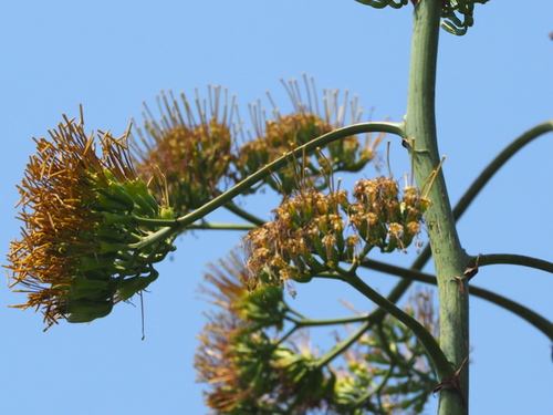Sisal hemp (Agave sisalana)