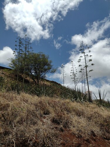 Sisal hemp (Agave sisalana)