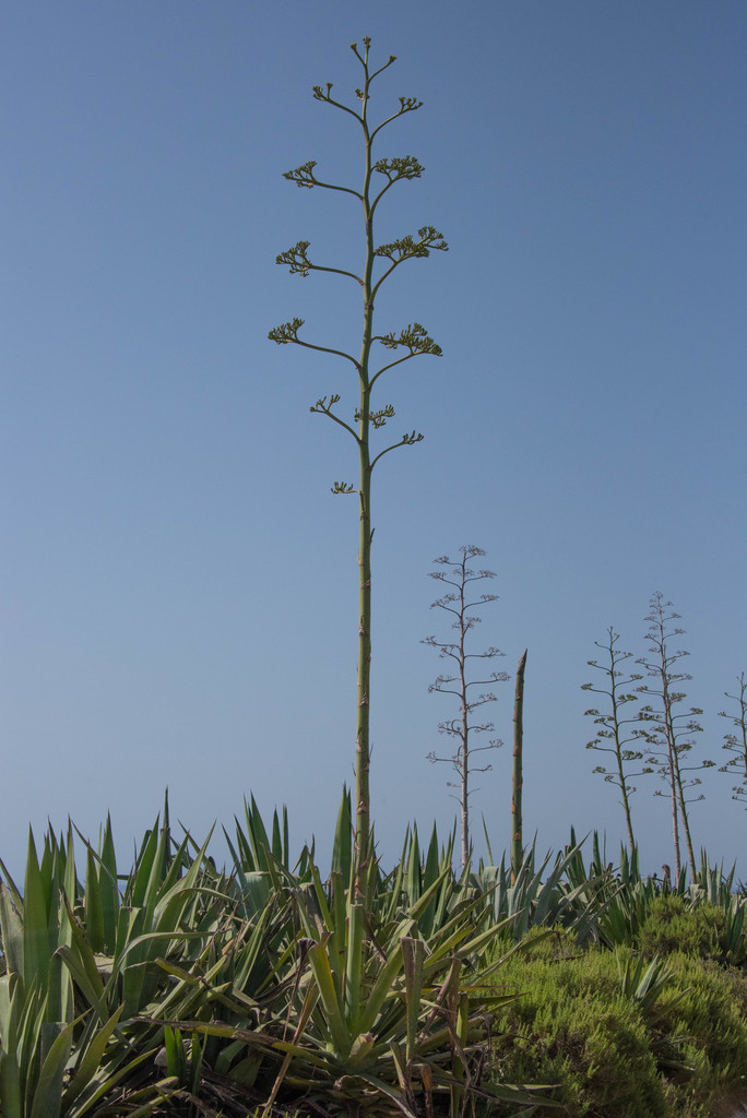 Sisal hemp (Agave sisalana)