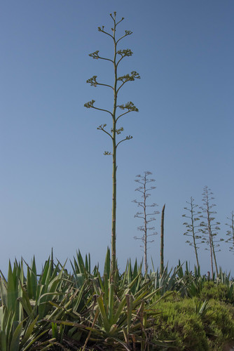 Sisal hemp (Agave sisalana)