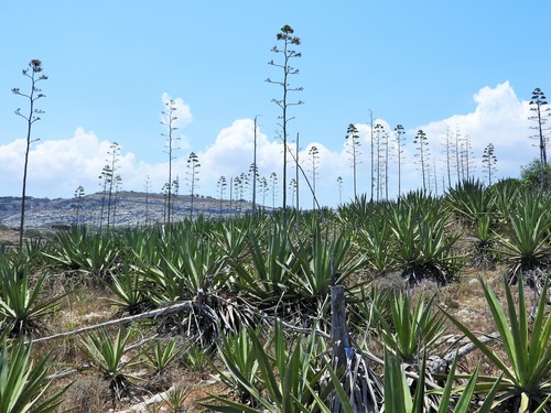 Sisal hemp (Agave sisalana)