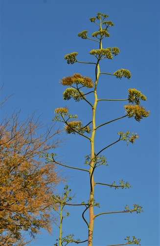 Sisal hemp (Agave sisalana)