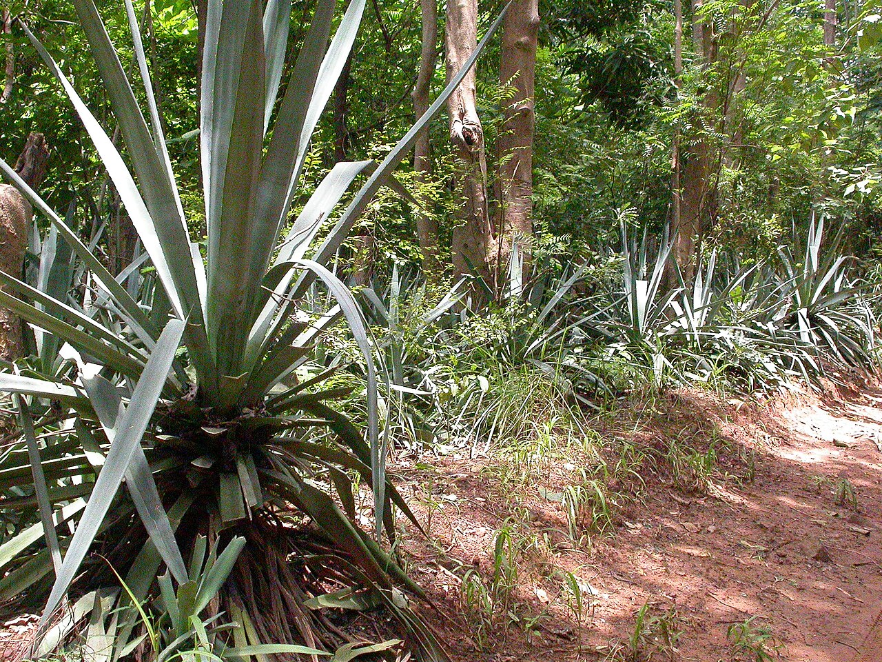 Sisal hemp: Agave sisalana. Near F Cl du Kou, Burkina Faso.