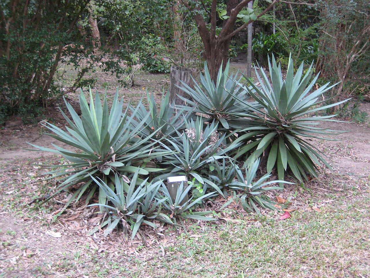 Sisal hemp: Sisal-Hemp plant