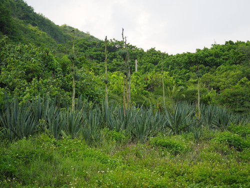 Sisal hemp (Agave sisalana)