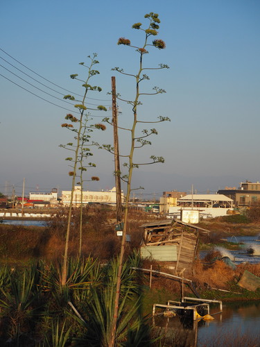 Sisal hemp (Agave sisalana)