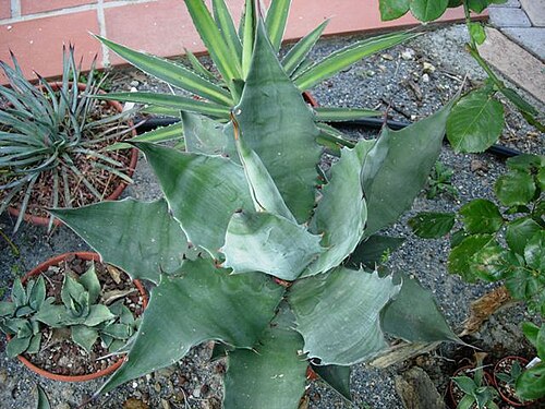 Agave sobria: Agave sobria