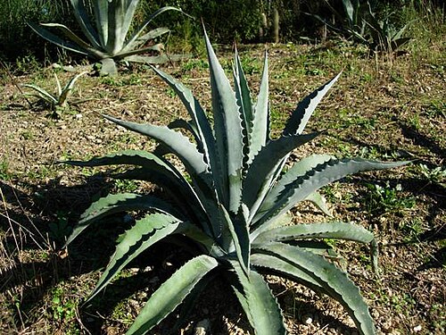Agave sobria: Agave sobria subsp. frailensis