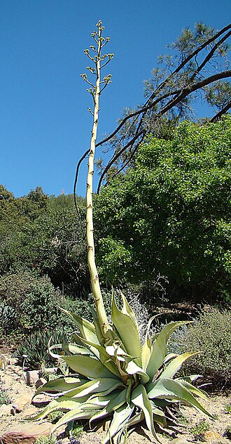 Agave sobria: Agave sobria, a native of Baja SBBG