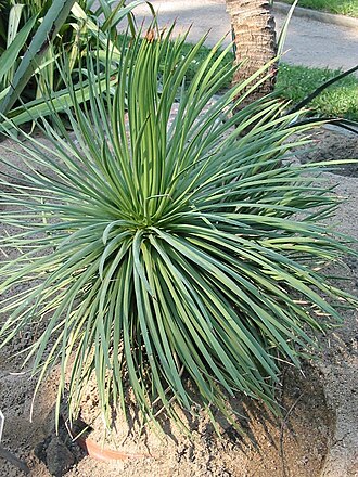 Agave stricta (Agave stricta)