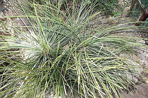 Agave stricta: Location taken: the New York Botanical Garden. Names: Agave stricta Salm-Dyck, Hedgehog Agav Classification: Plantae > Magnoliophyta > Liliopsida > Asparagales 