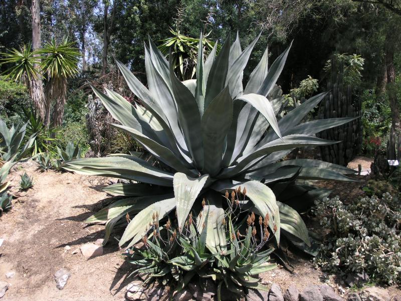 Agave tecta: Agave tecta