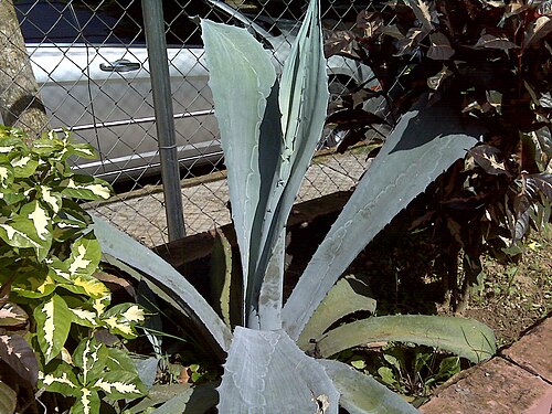 Tequila agave: Agave azul (Agave tequilana) en parque de Los Pinos (El Hatillo), estado Miranda - Venezuela