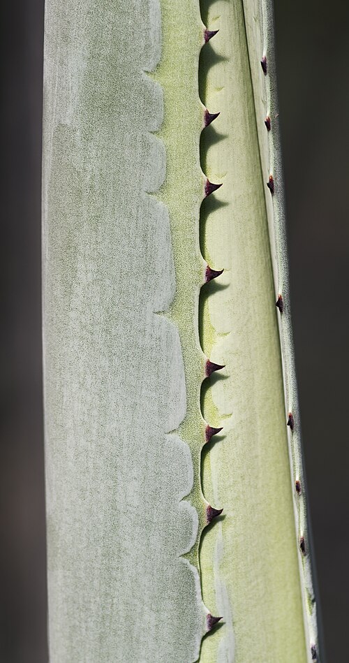 Tequila agave: Agave bleue - serres du Jardin des Plantes