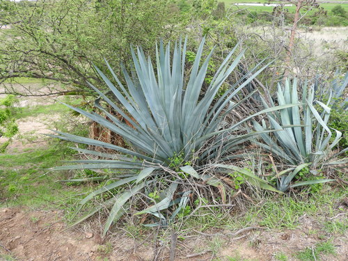Tequila agave (Agave tequilana)