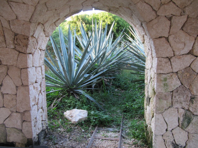 Tequila agave: This was at Xcaret, set up in the courtyard of the area I call "Tequila" because it looks just like the town of Tequila ...