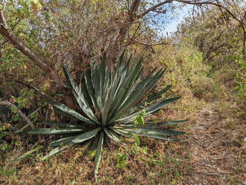 Tequila agave (Agave tequilana)