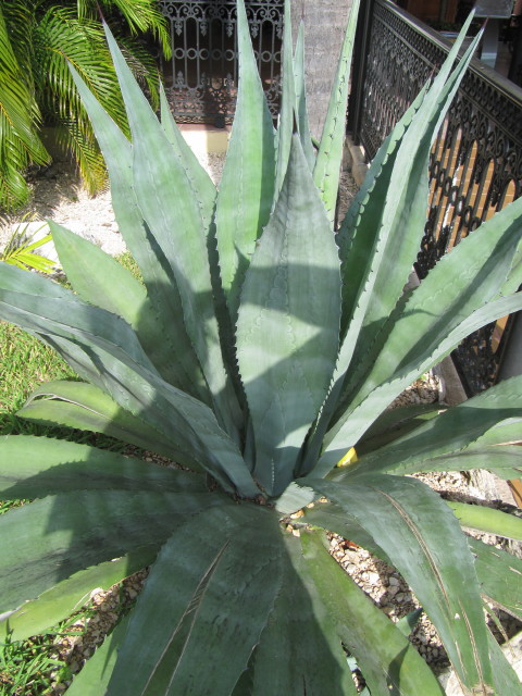 Tequila agave: Agave tequila