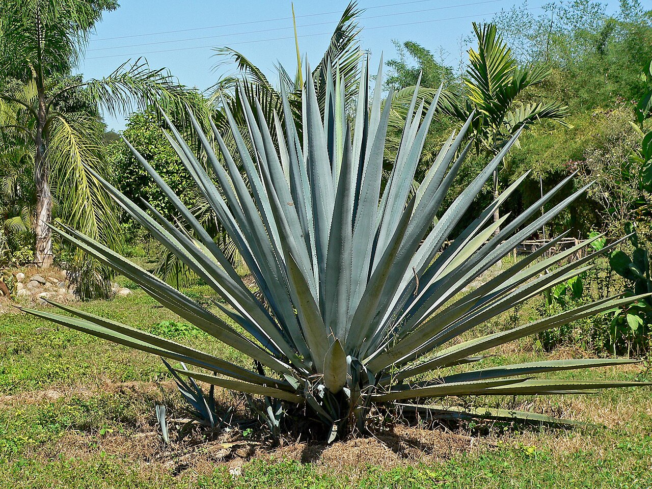 Tequila agave: Photo of Agave tequilana t at Dona Engracia hacienda, Jalisco, Mexico