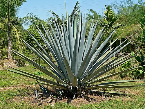Tequila agave: Photo of Agave tequilana t at Dona Engracia hacienda, Jalisco, Mexico