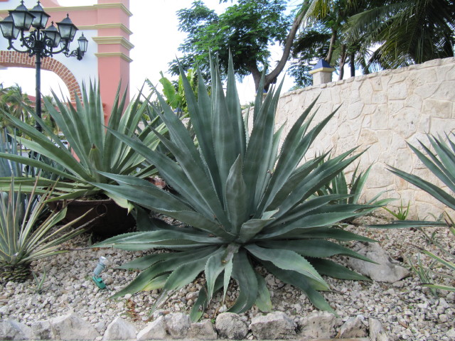 Tequila agave: Agave tequila
