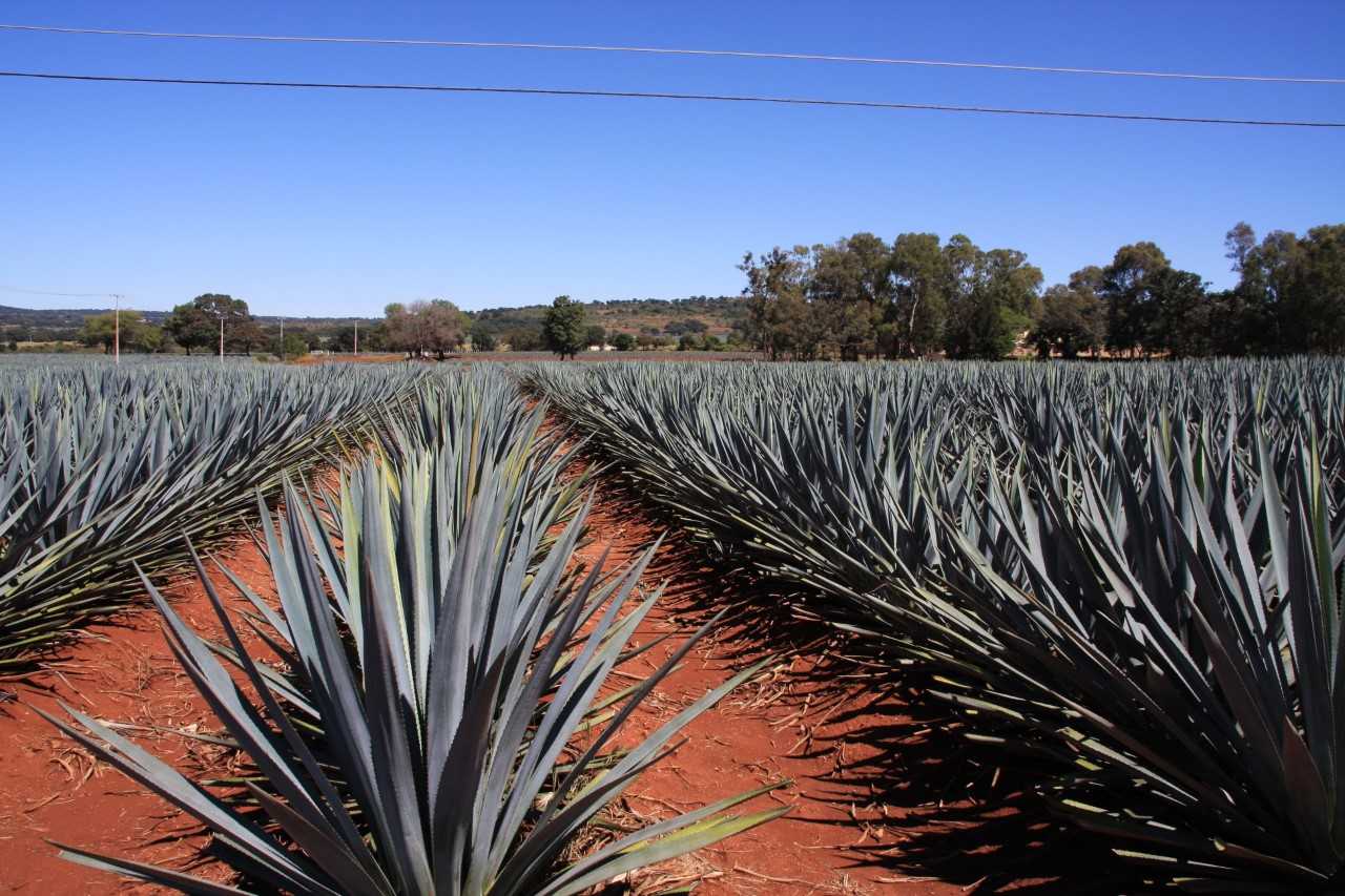 Tequila agave: Agave plants in Jalisco, Mexico before they are harvested to make Tavi Tequila.
