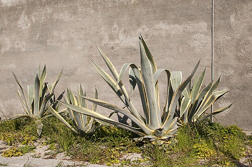 Tequila agave: Backyard, Maximum Security Prison, Robben Island