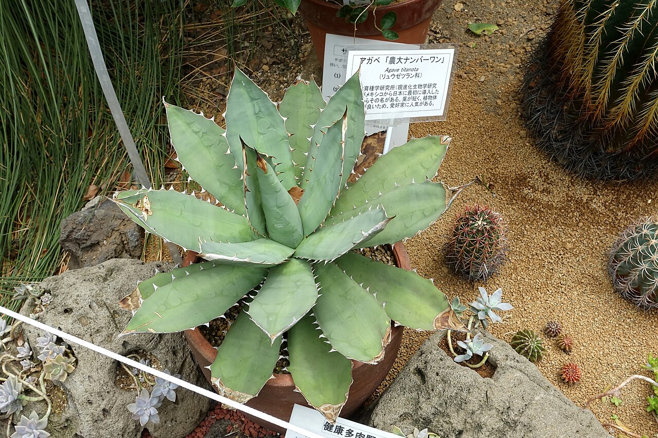 Agave titanota: Specimen in the Food and Agriculture Museum - Setagaya, Tokyo, Japan