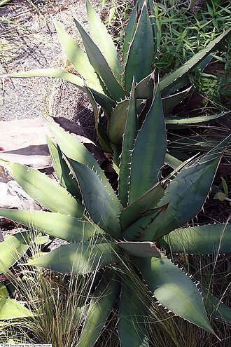 Agave titanota: Location taken: United States Botanic Garden. Names: Agave titanota Gentry, Agav Classification: Plantae > Magnoliophyta > Liliopsida > Asparagales > Asparagace