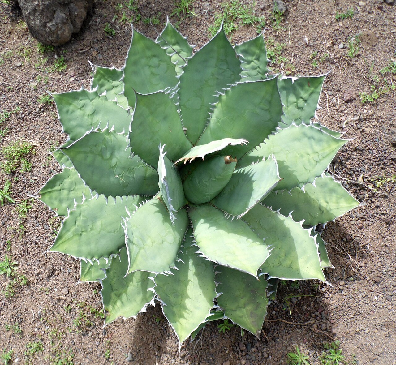Agave titanota: Agave titanota in the Jardín Botánico Canario Viera y Clavijo