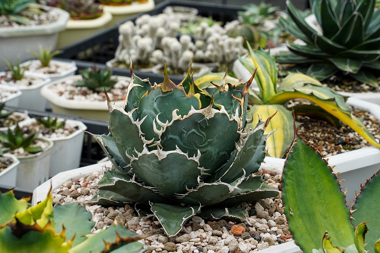 Agave titanota: An Agave titanota (commonly known as "嚴龍" in Taiwan) cultivated in a greenhouse in Hsinchu, Taiwan.