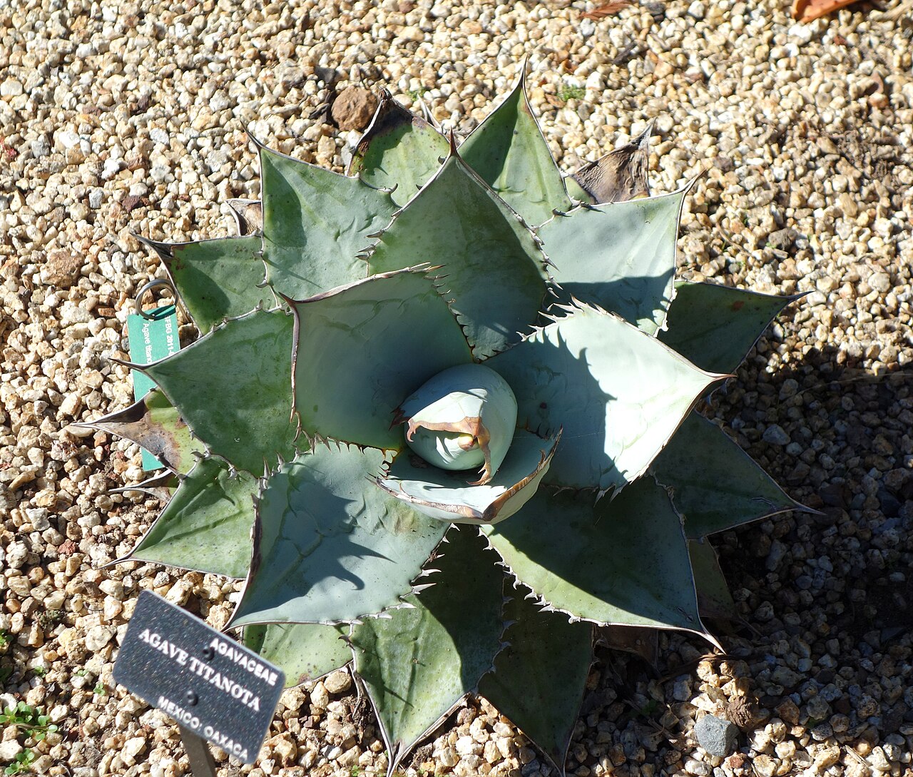 Agave titanota: Specimen in the San Francisco Botanical Garden, San Francisco, California, USA.