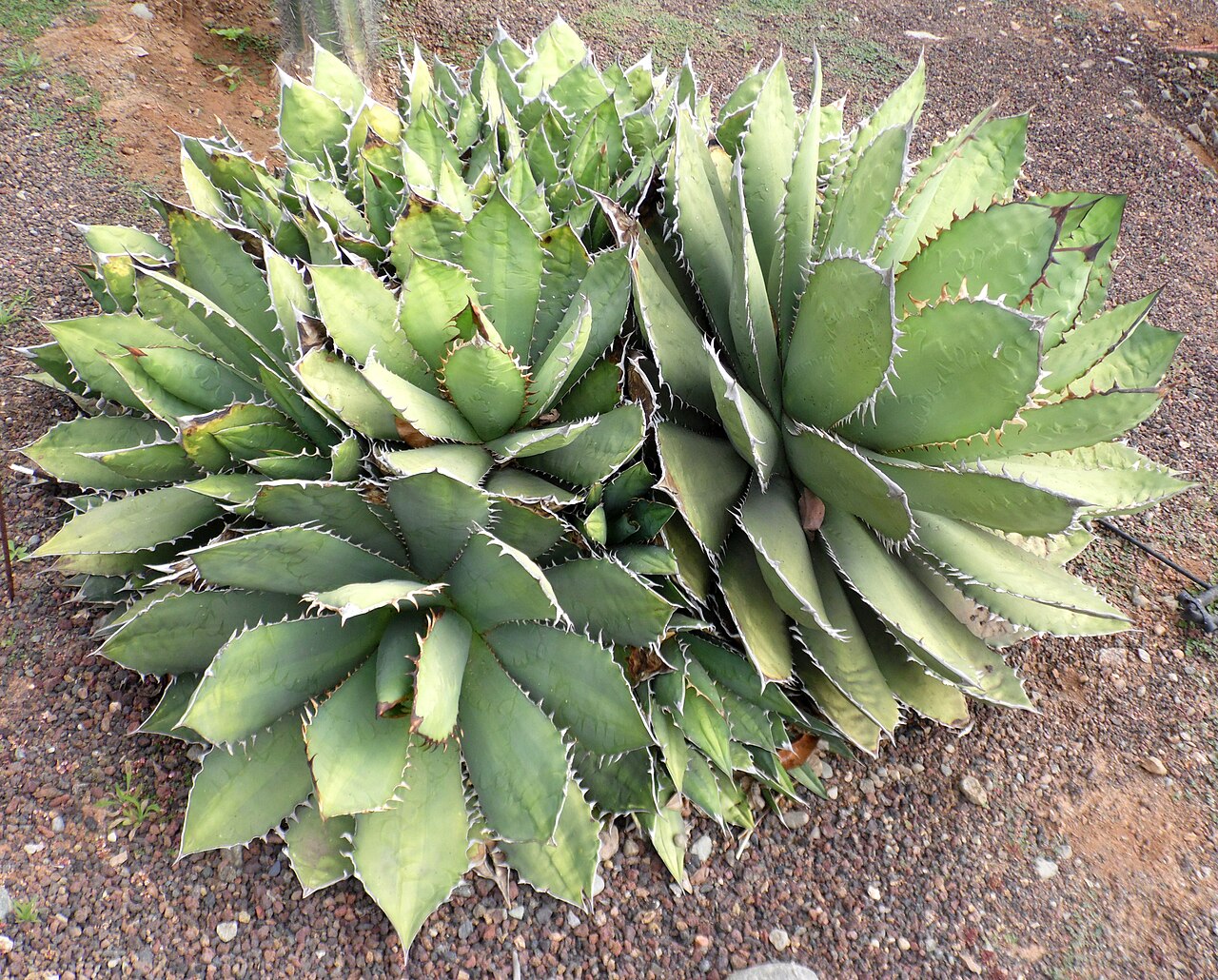 Agave titanota: Agave titanota in Parque Botánico de Maspalomas