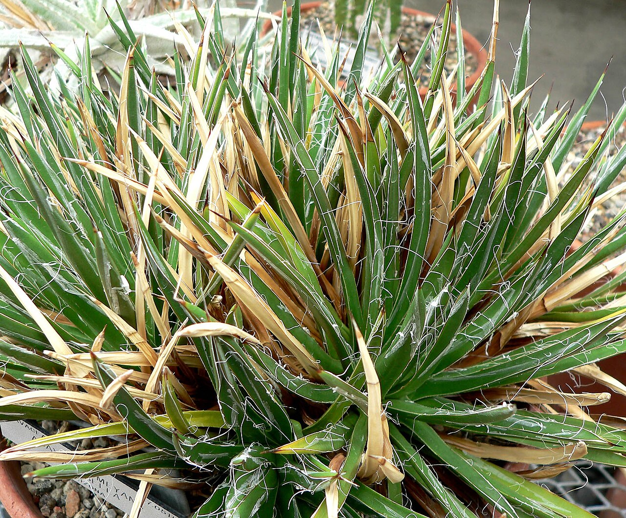 Toumey's century plant: Photo of Agave toumeyana var. bella at the University of California Botanical Garden