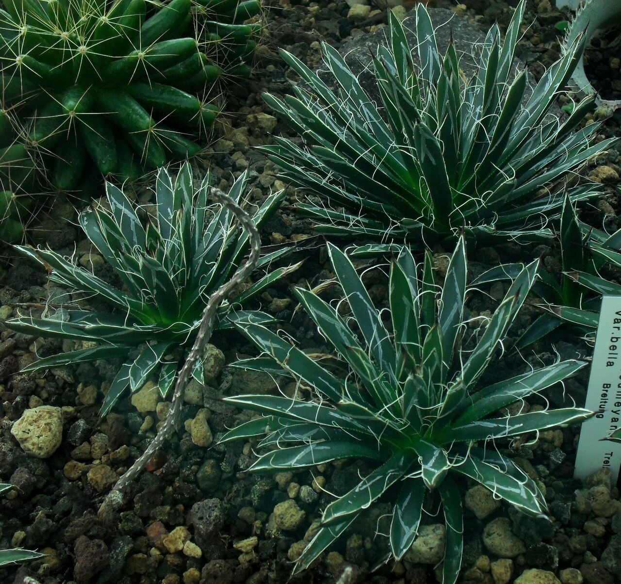 Toumey's century plant: Agave toumeyana var. bella
