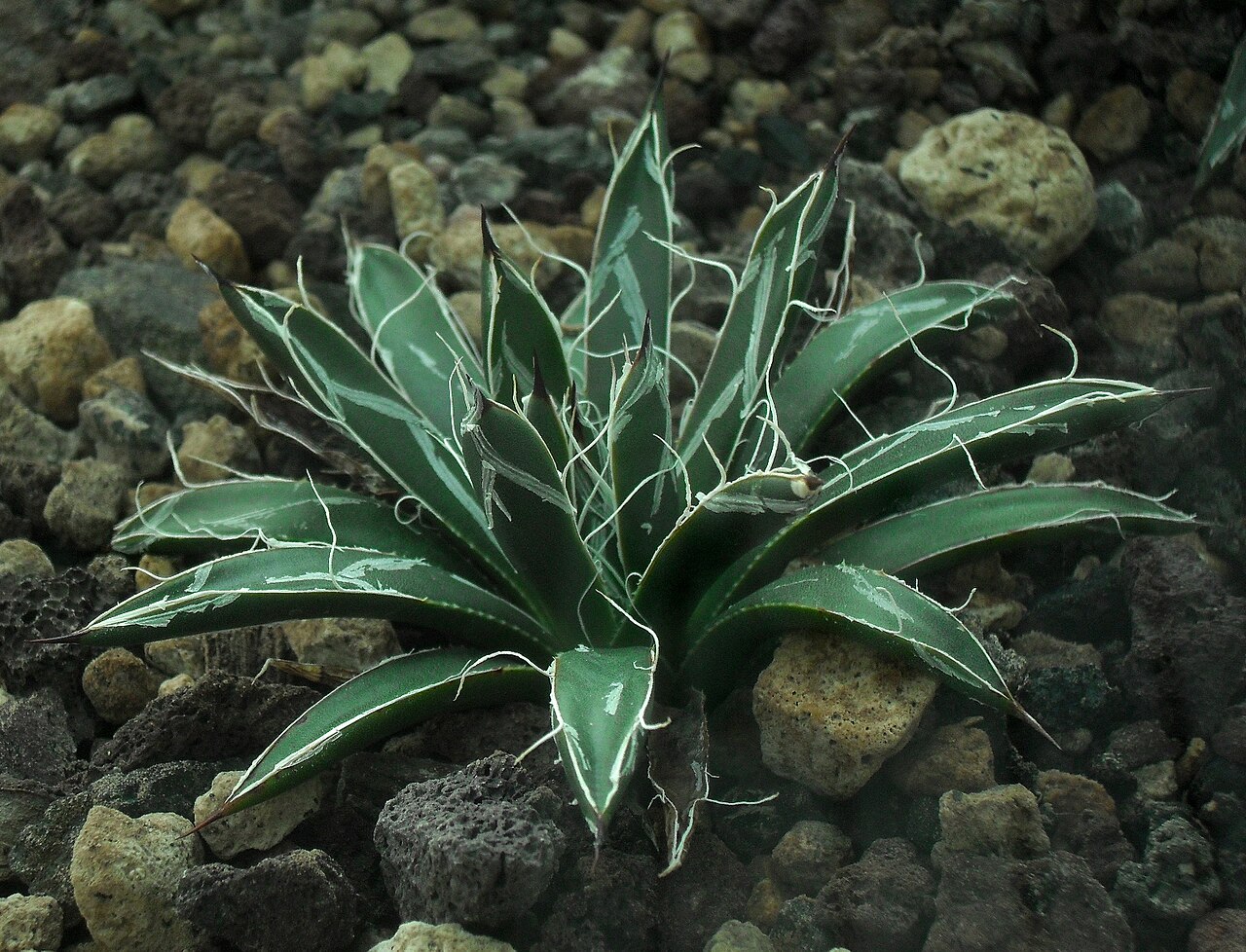 Toumey's century plant: Agave toumeyana var. bella - Botanischer Garten Leipzig