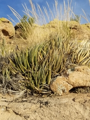 Toumey's century plant (Agave toumeyana)