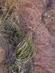 Toumey's century plant (Agave toumeyana)