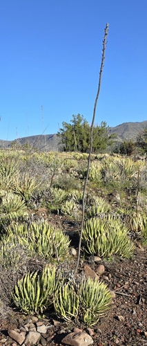 Toumey's century plant (Agave toumeyana)