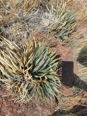 Toumey's century plant (Agave toumeyana)
