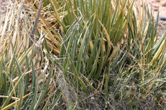 Toumey's century plant (Agave toumeyana)
