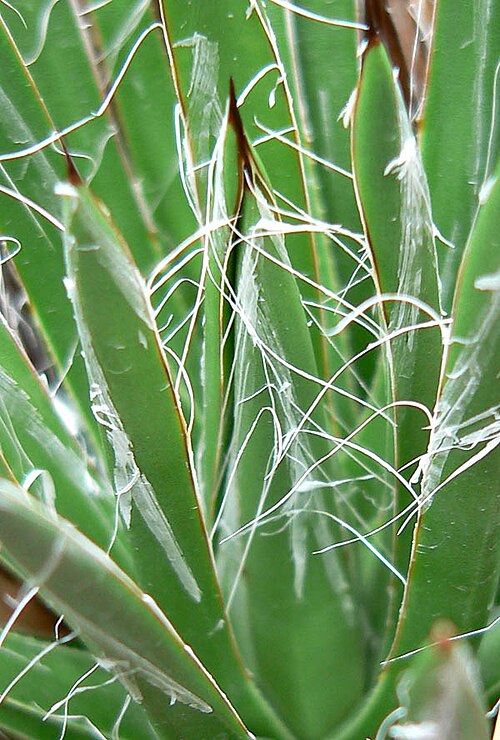 Toumey's century plant: Photo of Agave toumeyana var. bella at the University of California Botanical Garden