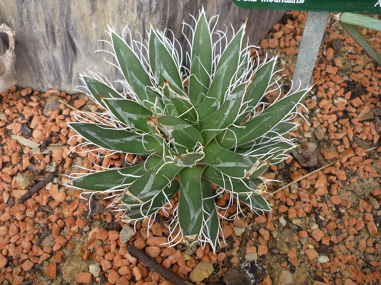 Toumey's century plant: Agave toumeyana, jardin des plantes de Paris, France