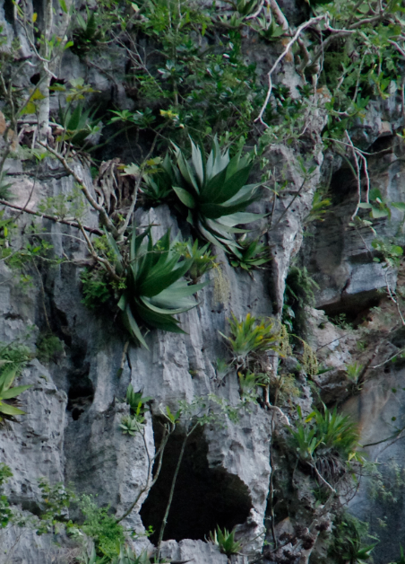 Agave tubulata (Agave tubulata)