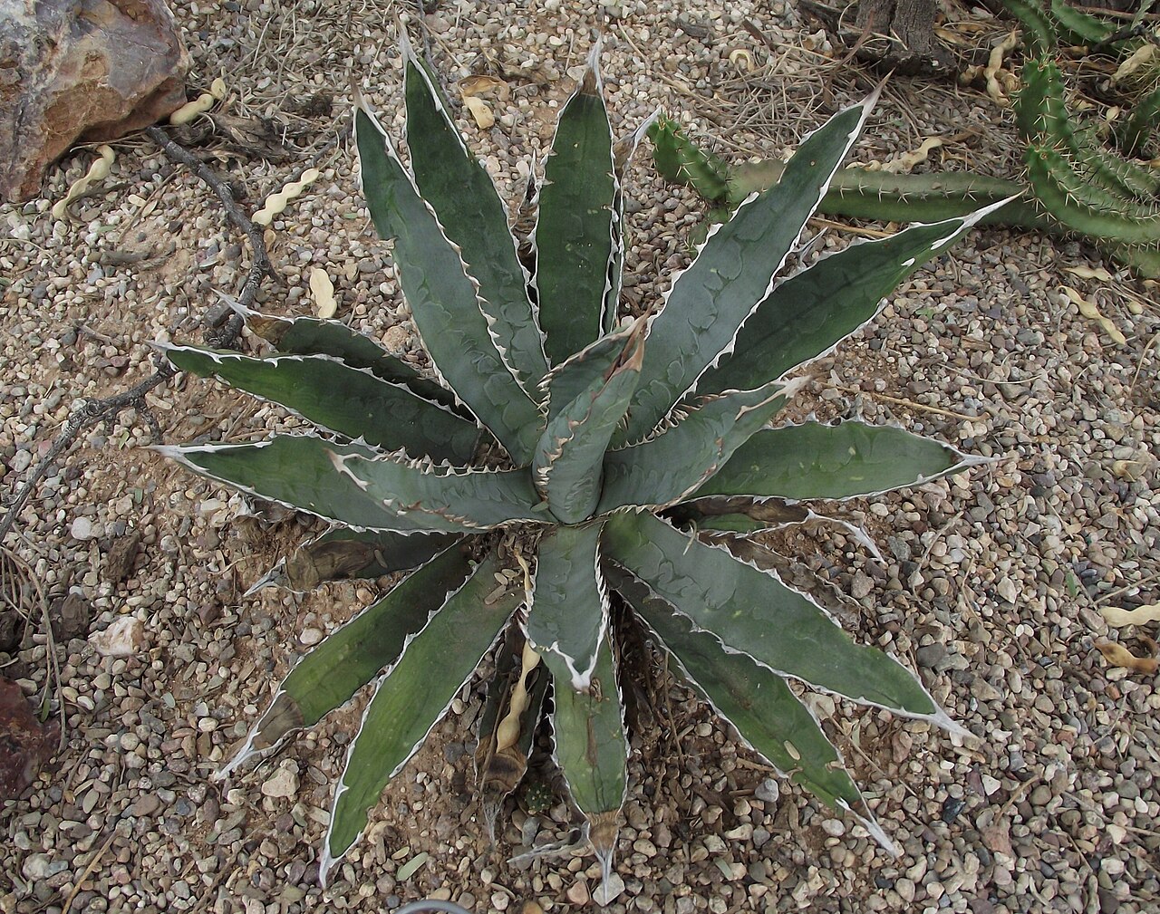 McKelvey's century plant: Agave lophantha at Tucson Botanical Gardens, Tucson, Arizona, USA. Identified by sign.