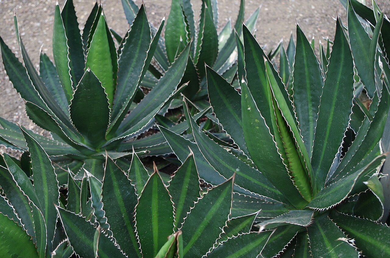 McKelvey's century plant: Agave lophanta