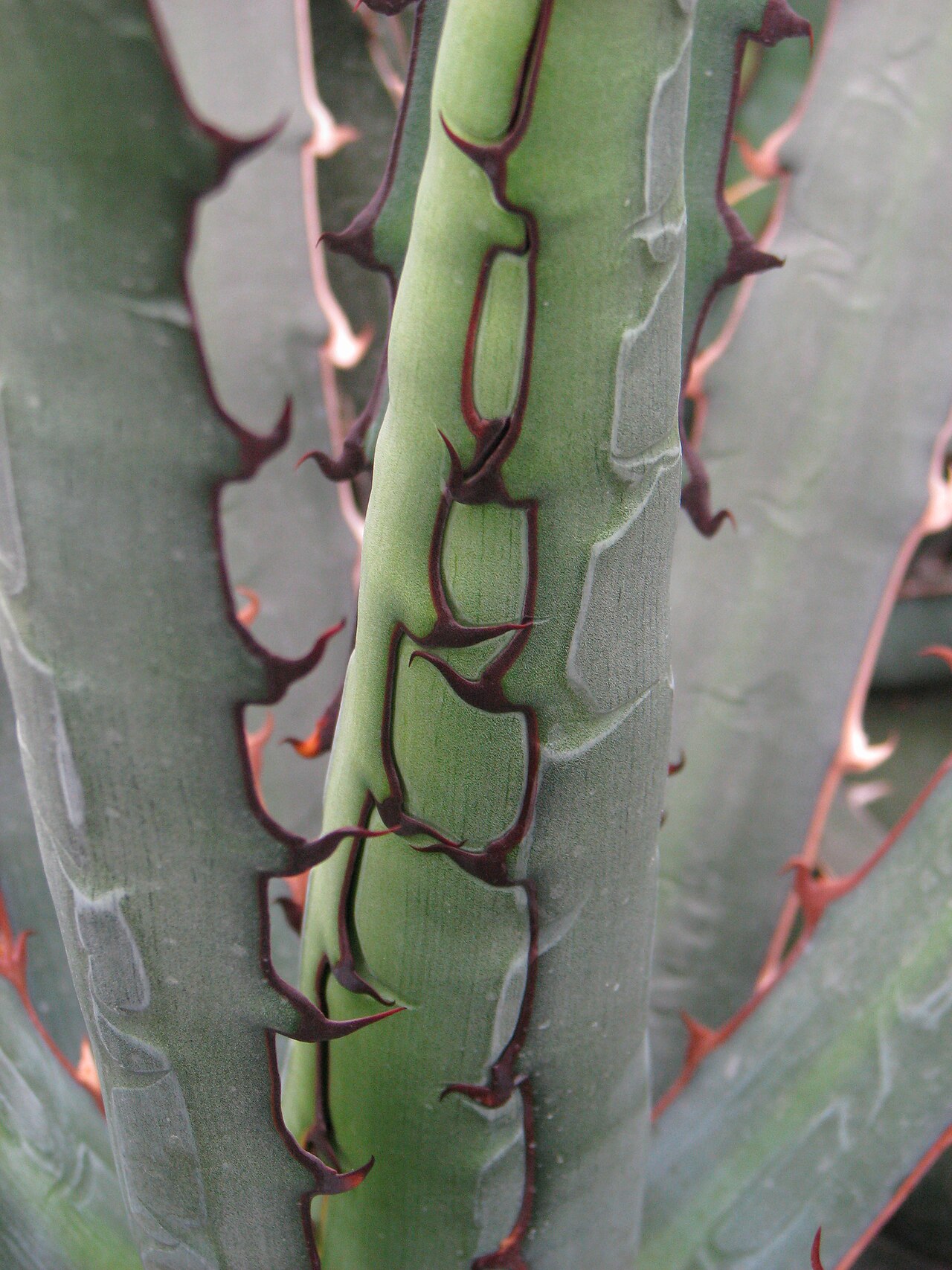 McKelvey's century plant: Agave univittata Haw. (syn. Agave lophantha Schiede ex Kunth). Cultivated in Wrocław University Botanical Garden, Poland.