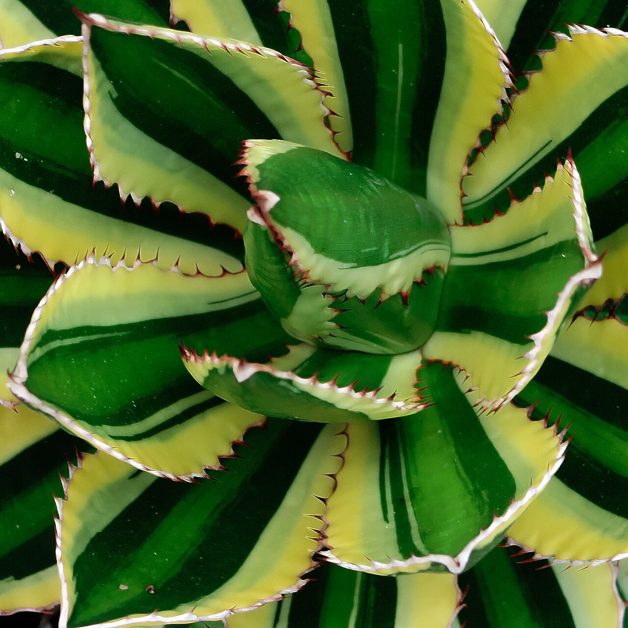 McKelvey's century plant: An Agave I purchased for my wife's birthday. The label says "Agave L Q" . I asked the guy at The Dry Garden what that meant and he said "La Quinta". I googled t